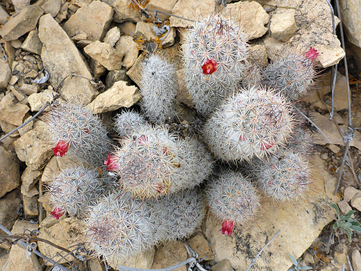 Rat-tail pincushion cactus, mammillaria pottsii