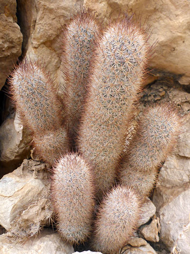 Group of stems