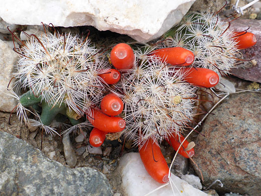 Small stems of common fishhook cactus