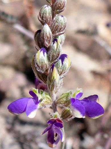 Parry's False Prairie-Clover; Marina parryi, Tucson Mountain Park, Arizona