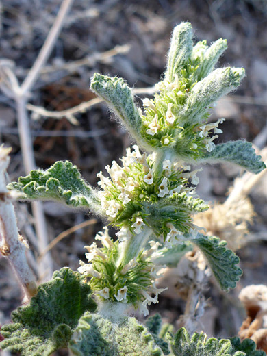 White Horehound; White horehound (marrubium vulgare), Bluewater Reservoir, New Mexico