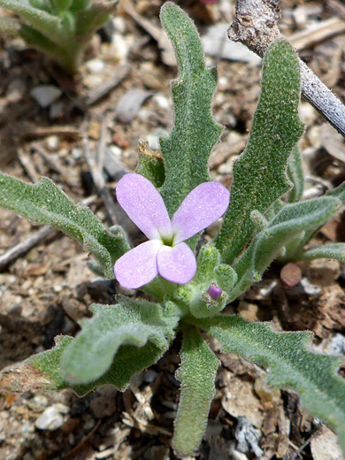 Smallflower Stock; Pale pink flower of matthiola parviflora, Hope Camp Trail, Saguaro National Park, Arizona