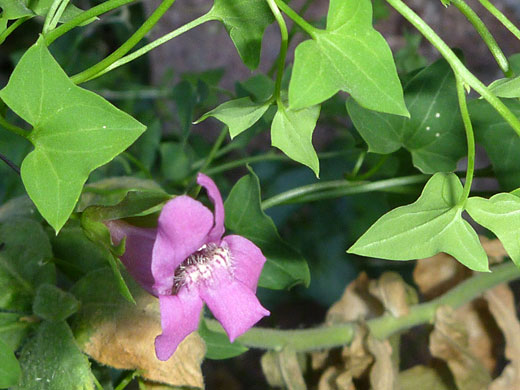 Snapdragonvine