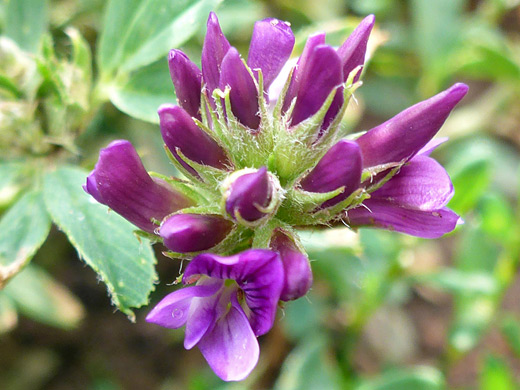 Alfalfa; Purple flowers and green calyces - medicago sativa, La Sal Mountain Loop Road, Utah