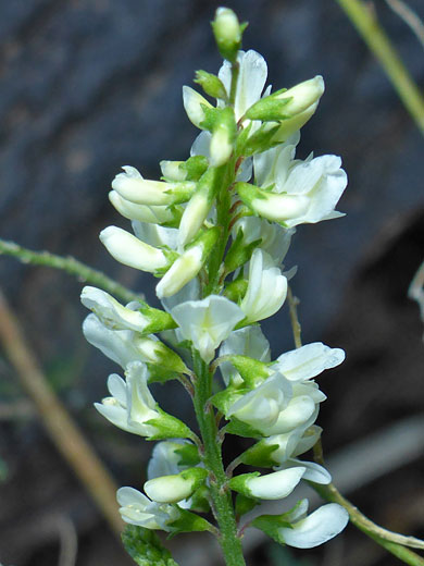 White Sweetclover; Melilotus albus (white sweetclover), Left Fork of North Creek, Zion National Park, Utah