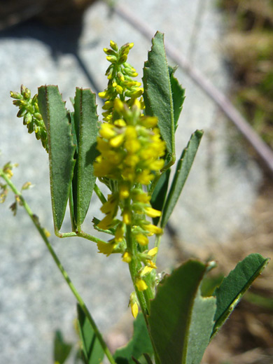 Annual Yellow Sweetclover; Flower spikes of melilotus indicus, near Badger Springs, Agua Fria National Monument, Arizona