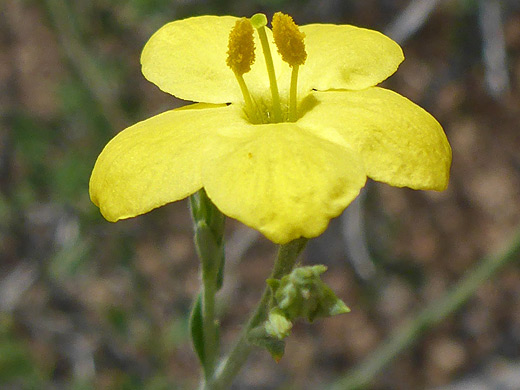 Rough Mendora; Yellow flower of menodora scabra - on the slopes of Pinkley Peak, Organ Pipe Cactus National Monument, Arizona