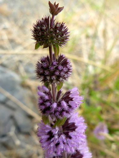 Top of a stem