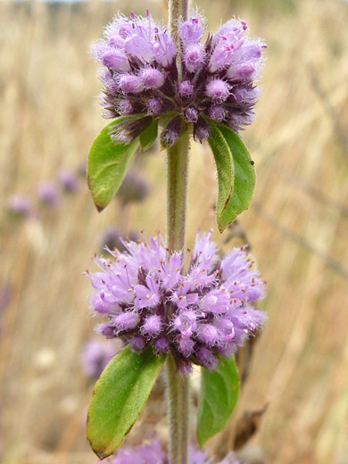 Pennyroyal; Mentha pulegium, Sisters Rocks State Park, Oregon