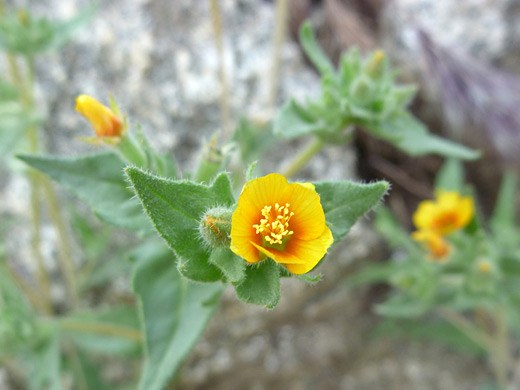 White-Stemmed Blazing Star; Orange-centered flower of mentzelia albicaulis, in Tubb Canyon, Anza Borrego Desert State Park, California