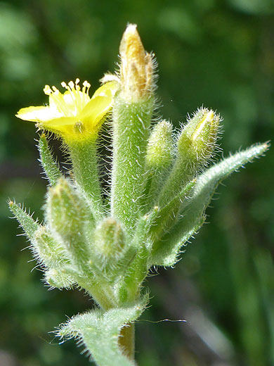 Hairy calyces