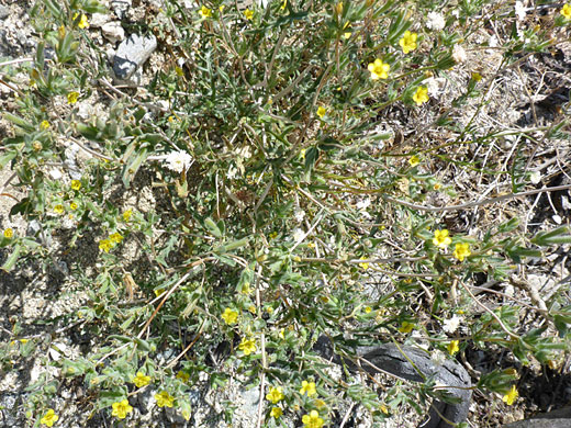 Many stems