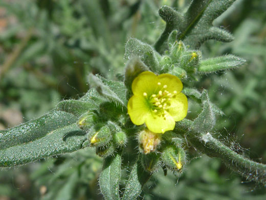 Top of a stem
