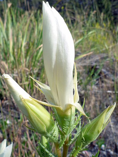 Ten-Petal Blazing Star; White flowers of mentzelia decapetala, Mammoth Hot Springs, Yellowstone National Park, Wyoming