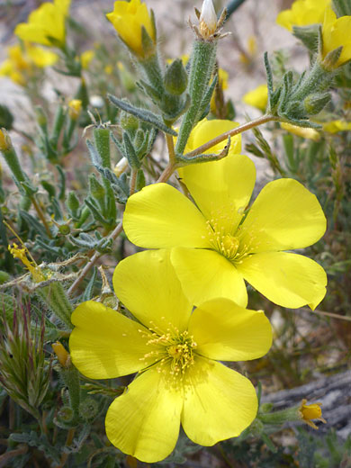 Leaves and flowers
