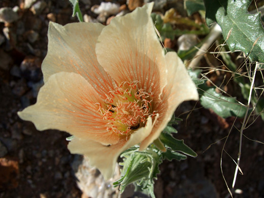 Sand Blazing Star; Orange-centered flower of mentzelia involucrata, near Contact Mine, Joshua Tree National Park, California