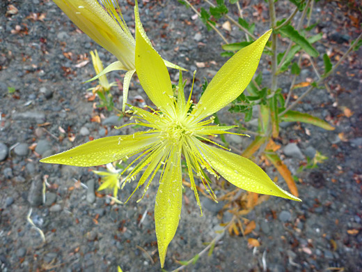 Giant Blazing Star; Giant blazing star (mentzelia laevicaulis) - Grizzly Creek Redwoods State Park, California