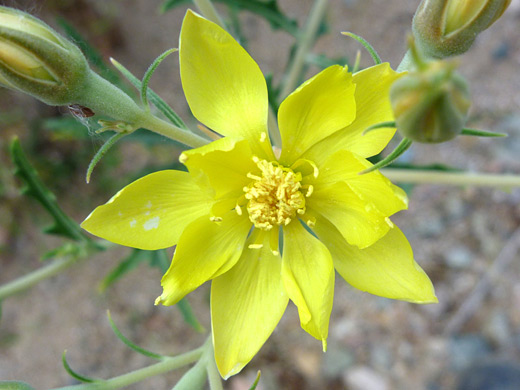 Adonis Blazingstar; Bright yellow flower of mentzelia multiflora, in Agua Fria National Monument