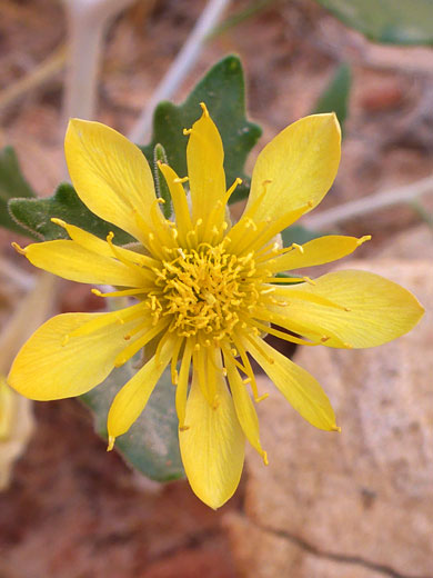 Dull yellow flower