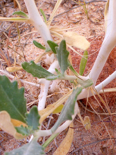 Whitish stem