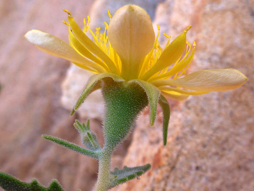 Curving calyx lobes