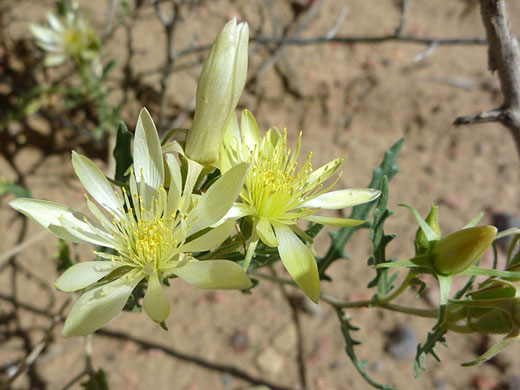 Flowers and bud