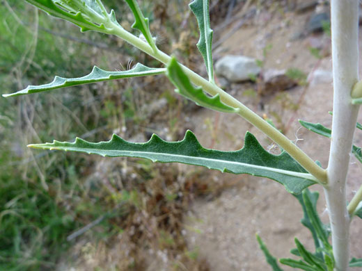 Lobed leaf