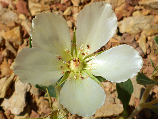 Obovate petals