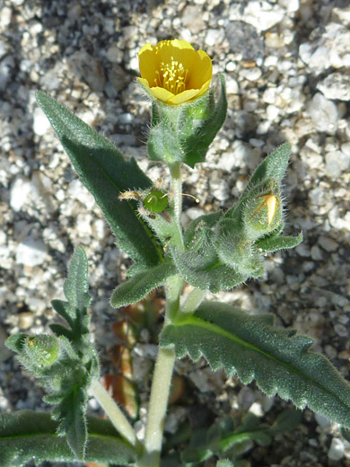 Veatch's Stick-Leaf; Small yellow flower of mentzelia veatchiana, in Tubb Canyon, Anza Borrego Desert State Park, California