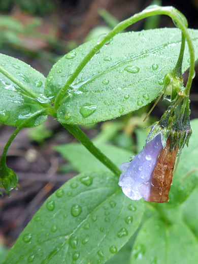 Pendent flowers