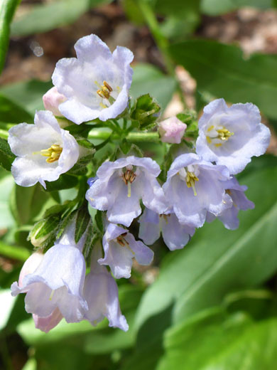 Flower cluster