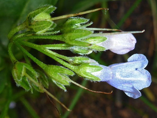 Franciscian Bluebells; Mertensia franciscana, Brown Creek Trail, Great Basin National Park, Nevada