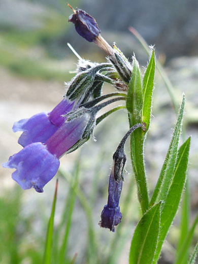 Hairy calyces