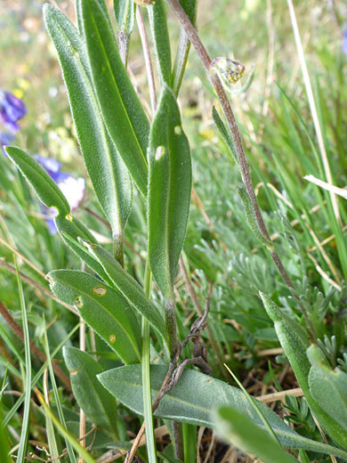 Upwards-pointing leaves