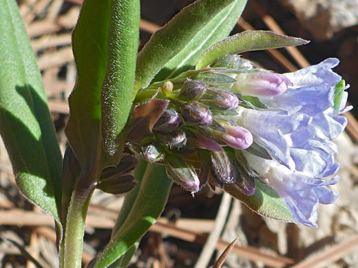 Leaves and flowers