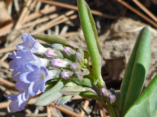 Sagebrush Bluebells