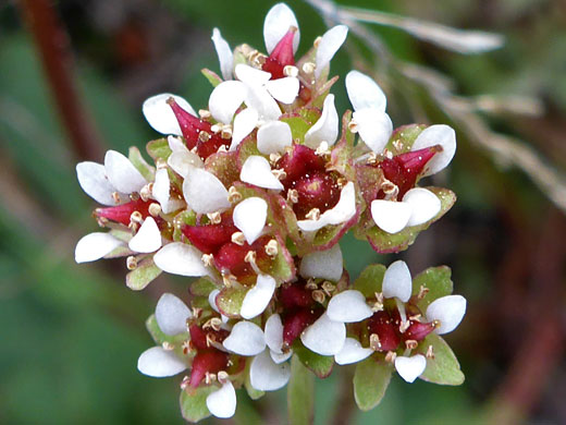 Sierra Saxifrage; Sierra saxifrage (micranthes aprica), Bishops Pass Trail, Sierra Nevada, California