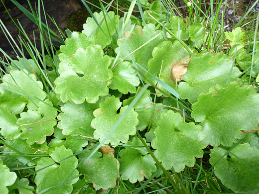 Brook Saxifrage