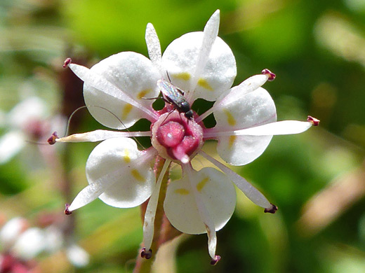 Brook Saxifrage; Brook saxifrage (micranthes odontoloma), Timpooneke Trail, Mt Timpanogos, Utah