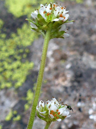 Two flower clusters