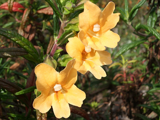 Sticky Monkeyflower; Three flowers of the sticky monkey flower (mimulus aurantiacus), in Montana de Oro State Park