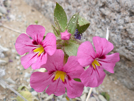 Bigelow's Monkey Flower; Bigelow monkey flowers, Joshua Tree National Park, California