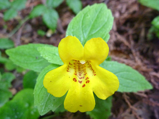 Coastal Monkeyflower; Mimulus dentatus, Ossagon Trail, Prairie Creek Redwoods State Park, California