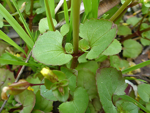 Lower stem