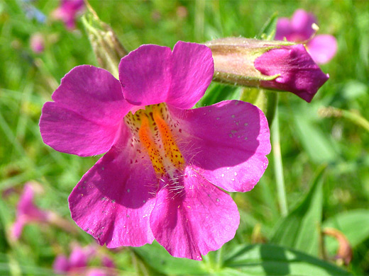 Lewis' Monkeyflower; Lewis monkeyflower (mimulus lewisii) in Yellowstone National Park, Wyoming