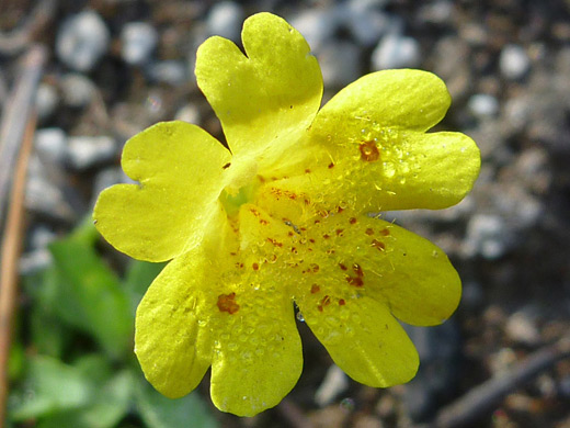 Primrose Monkeyflower; Mimulus primuloides var primuloides, Cluster Lakes Trail, Lassen Volcanic National Park, California