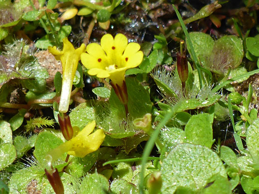 Leaves and flowers