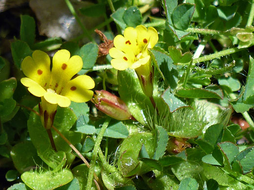 Two yellow flowers