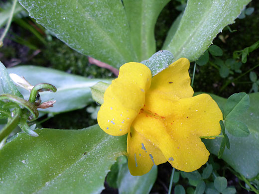 Subalpine Monkey-Flower; Mimulus tilingii, Cottonwood Lakes Trail, Sierra Nevada, California