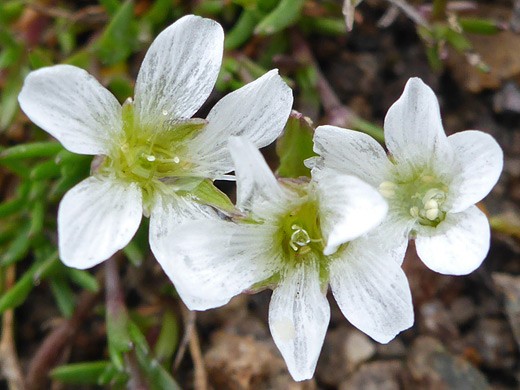 Chickweed; Minuartia macrantha along the Porphyry Basin Trail, San Juan Mountains, Colorado